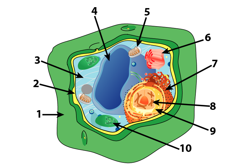 Plant Cell Parts and Functions (Interactive Tutorial ...